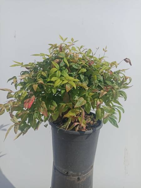 Nandina Domestica Fire Power
